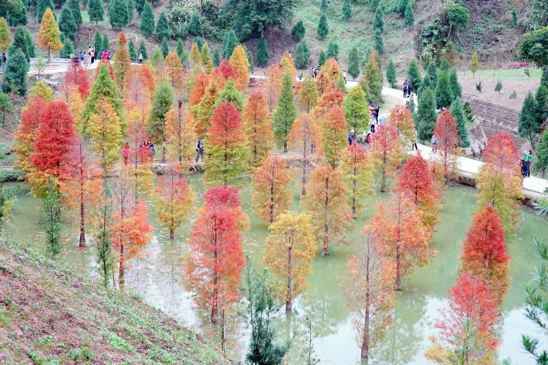 跳躍的宅男 -   苗栗三灣落羽松 快跟閨蜜來拍甜蜜照 20181214落羽松現況直播 秘境IG熱門打卡點  浪漫台三線景點