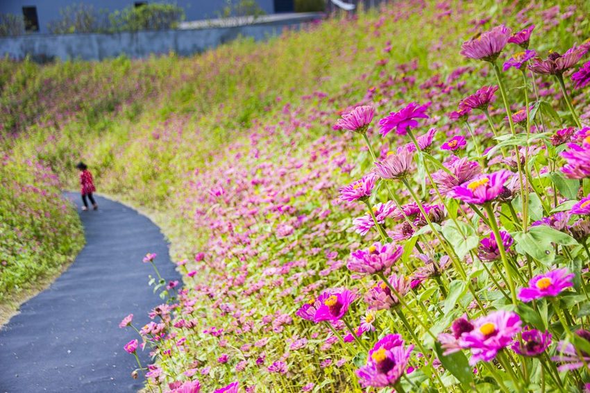 【玩樂.台中】太平景點/小心有熊出沒-熊熊秘境~大片波斯菊花海、森林小徑、可愛小熊出沒,免費好拍