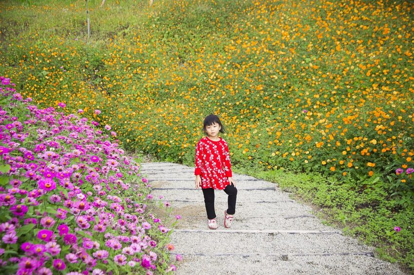 【玩樂.台中】太平景點/小心有熊出沒-熊熊秘境~大片波斯菊花海、森林小徑、可愛小熊出沒,免費好拍
