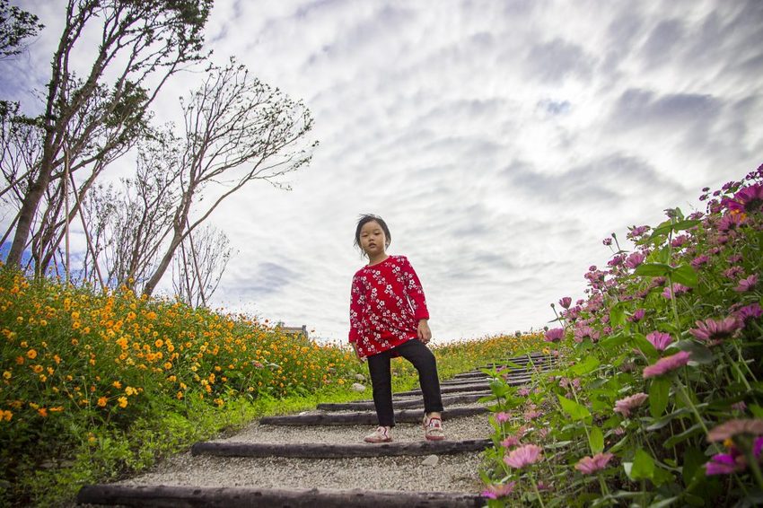 【玩樂.台中】太平景點/小心有熊出沒-熊熊秘境~大片波斯菊花海、森林小徑、可愛小熊出沒,免費好拍