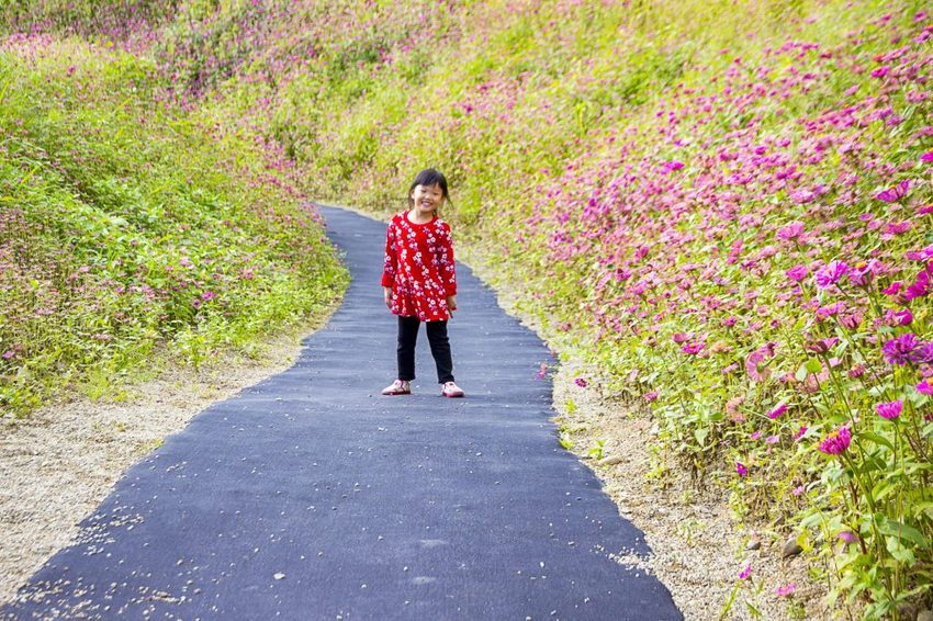 【玩樂.台中】太平景點/小心有熊出沒-熊熊秘境~大片波斯菊花海、森林小徑、可愛小熊出沒,免費好拍
