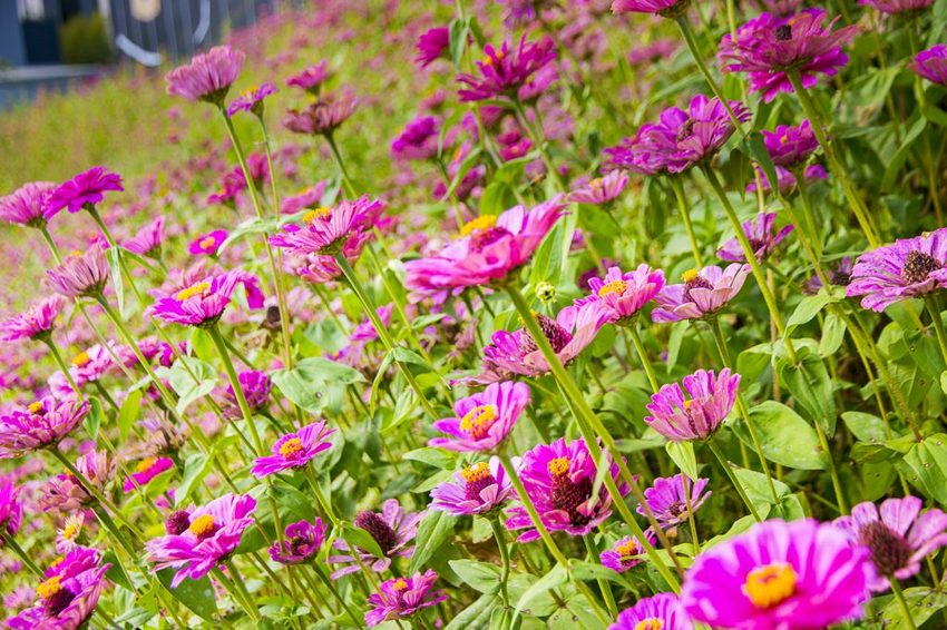 【玩樂.台中】太平景點/小心有熊出沒-熊熊秘境~大片波斯菊花海、森林小徑、可愛小熊出沒,免費好拍