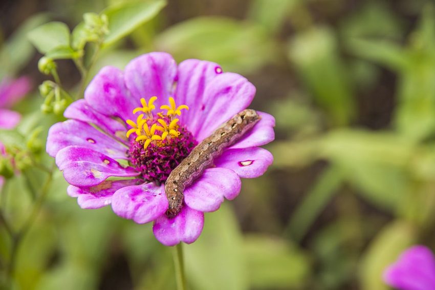 【玩樂.台中】太平景點/小心有熊出沒-熊熊秘境~大片波斯菊花海、森林小徑、可愛小熊出沒,免費好拍