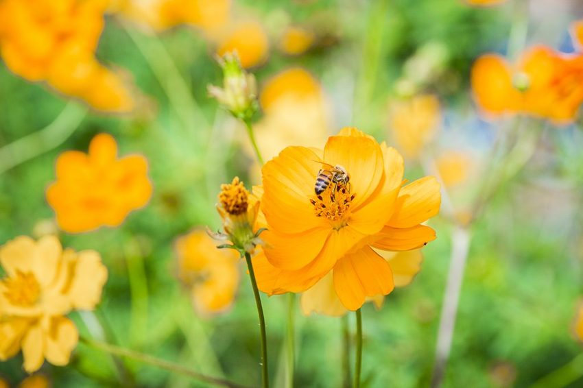 【玩樂.台中】太平景點/小心有熊出沒-熊熊秘境~大片波斯菊花海、森林小徑、可愛小熊出沒,免費好拍
