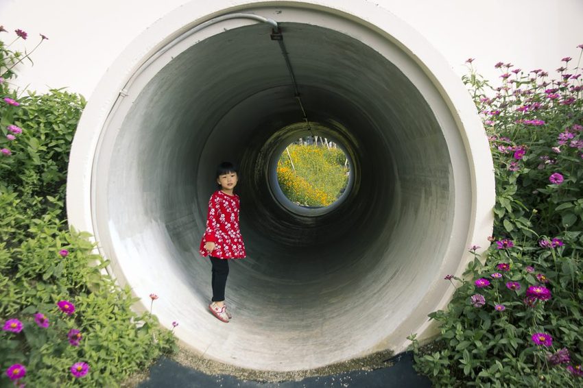 【玩樂.台中】太平景點/小心有熊出沒-熊熊秘境~大片波斯菊花海、森林小徑、可愛小熊出沒,免費好拍