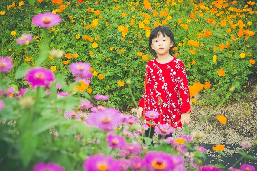 【玩樂.台中】太平景點/小心有熊出沒-熊熊秘境~大片波斯菊花海、森林小徑、可愛小熊出沒,免費好拍