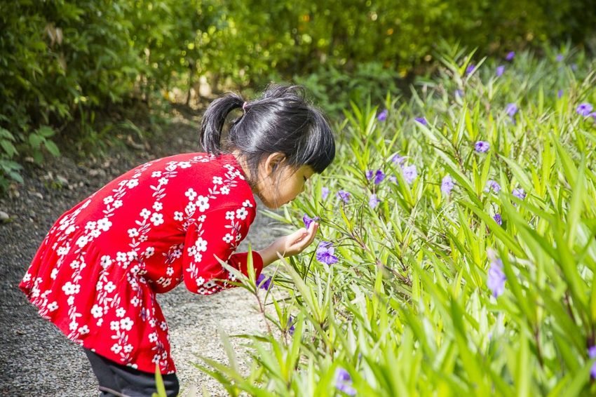 【玩樂.台中】太平景點/小心有熊出沒-熊熊秘境~大片波斯菊花海、森林小徑、可愛小熊出沒,免費好拍