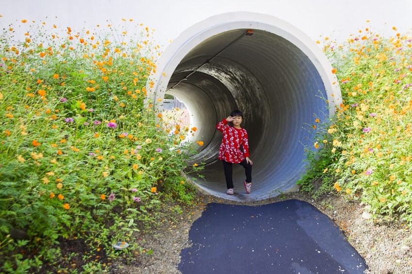 【玩樂.台中】太平景點/小心有熊出沒-熊熊秘境~大片波斯菊花海、森林小徑、可愛小熊出沒,免費好拍