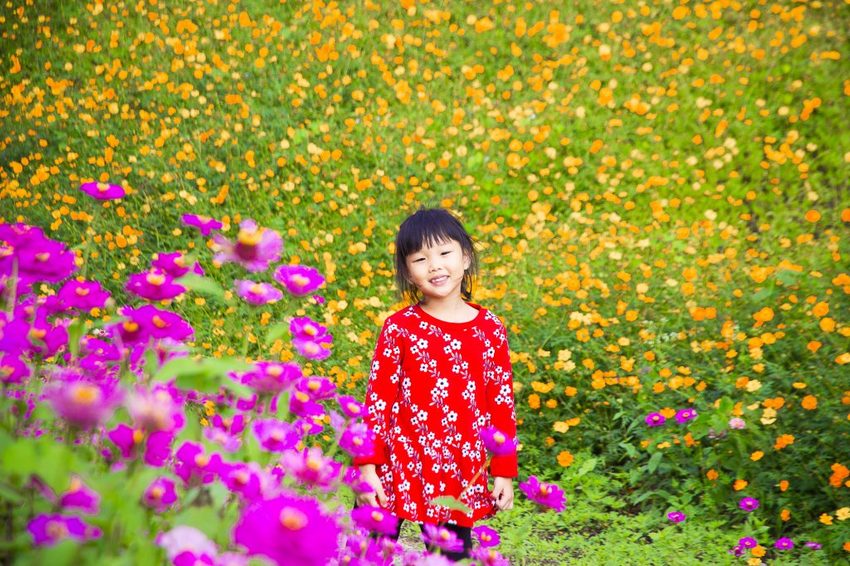 【玩樂.台中】太平景點/小心有熊出沒-熊熊秘境~大片波斯菊花海、森林小徑、可愛小熊出沒,免費好拍
