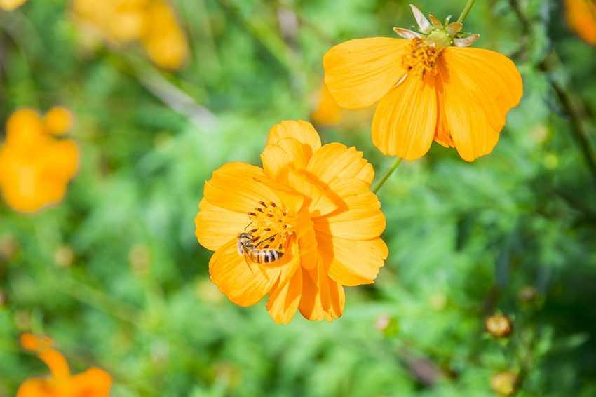 【玩樂.台中】太平景點/小心有熊出沒-熊熊秘境~大片波斯菊花海、森林小徑、可愛小熊出沒,免費好拍