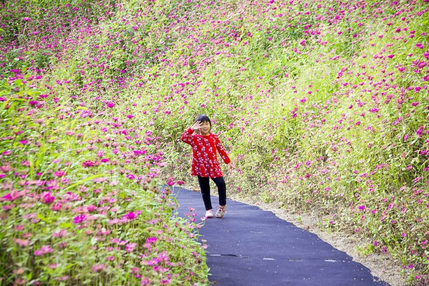 【玩樂.台中】太平景點/小心有熊出沒-熊熊秘境~大片波斯菊花海、森林小徑、可愛小熊出沒,免費好拍