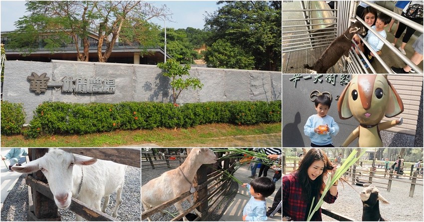 親子旅遊好去處 華一牧場,門票免費兌換牧草餵羊、羊奶飲品免費試喝 X 再兌換羊奶冰棒或奶酪
