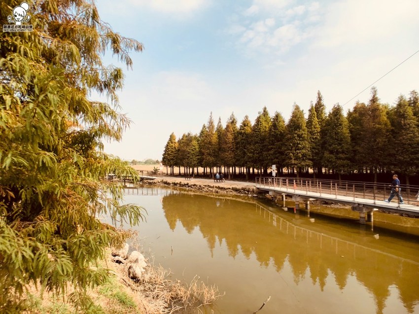 南部最狂落羽松,IG網美最愛的六甲菁埔埤落羽松