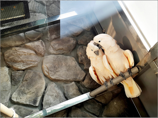 卡菲努努 - 155.jpg