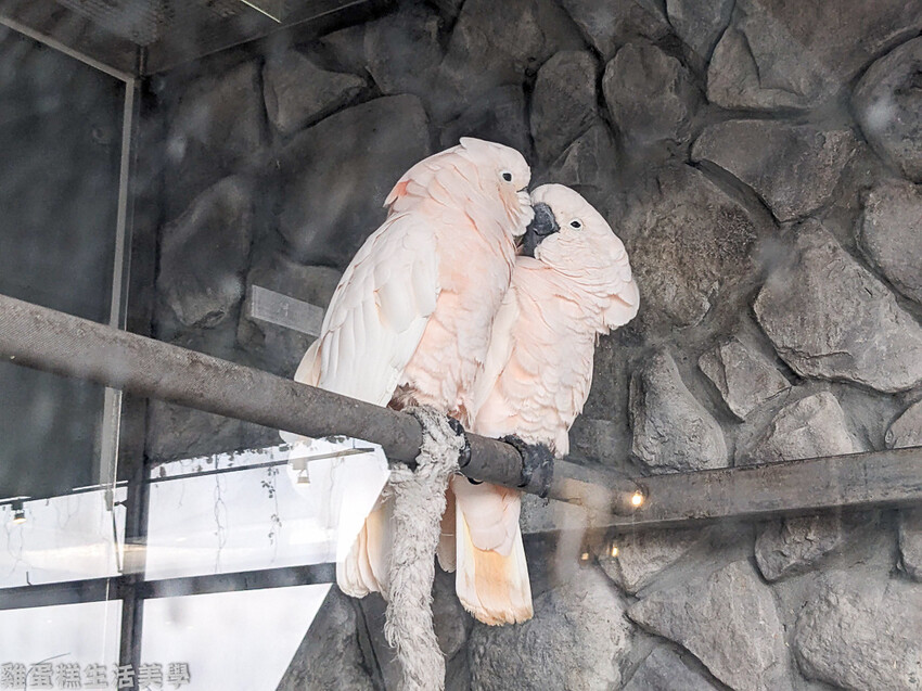 【新竹食記】卡菲努努親子寵物餐廳 - 超有趣親子寵物餐廳,小