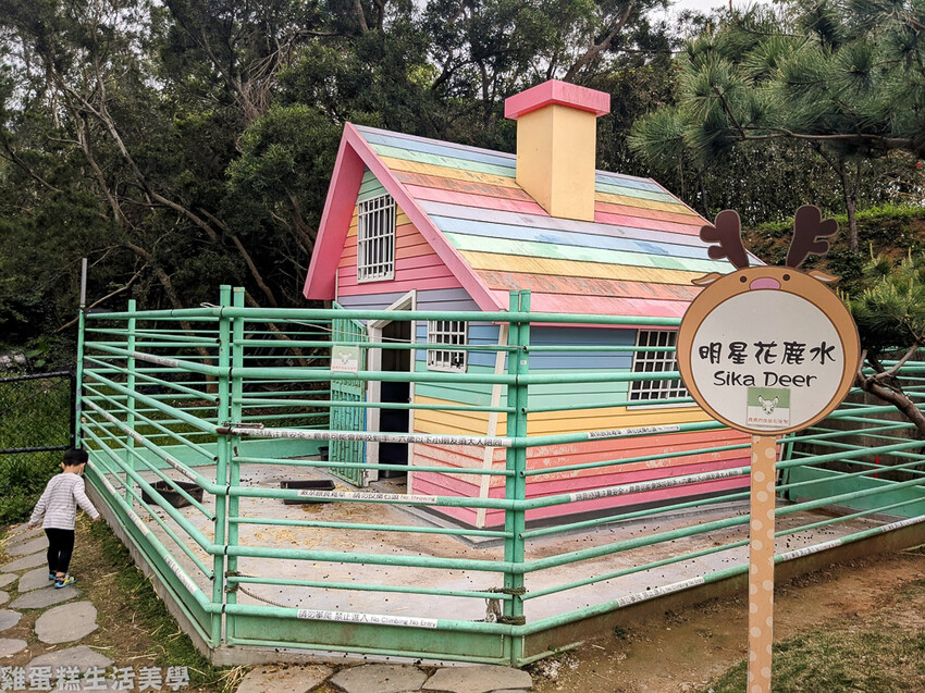 【新竹食記】卡菲努努親子寵物餐廳 - 超有趣親子寵物餐廳,小