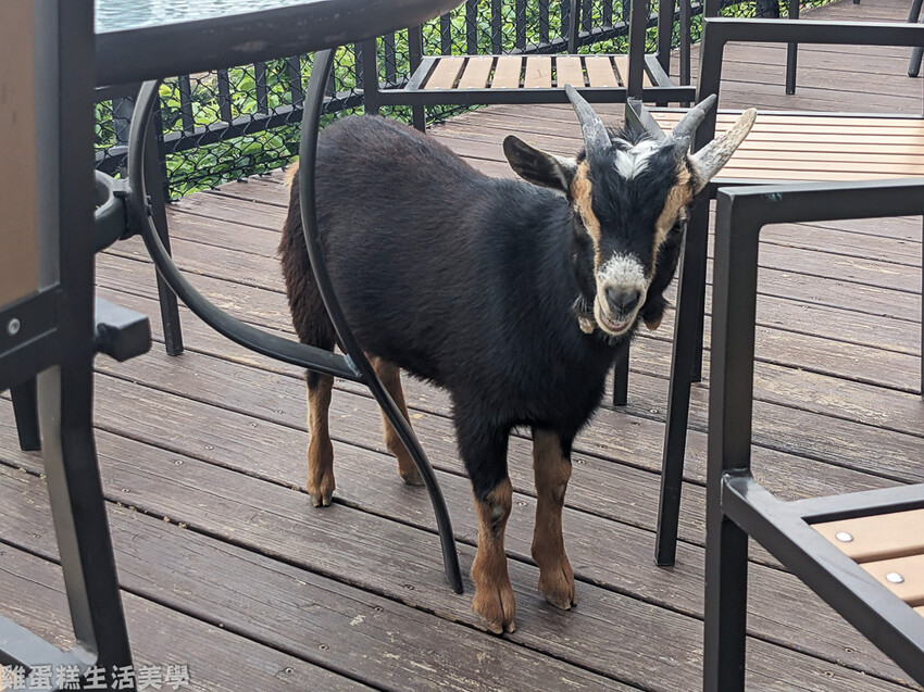 【新竹食記】卡菲努努親子寵物餐廳 - 超有趣親子寵物餐廳,小