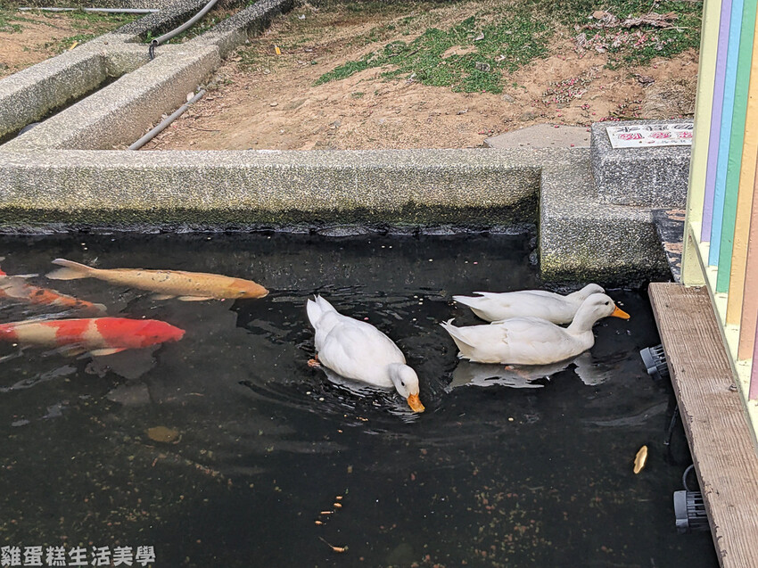 【新竹食記】卡菲努努親子寵物餐廳 - 超有趣親子寵物餐廳,小