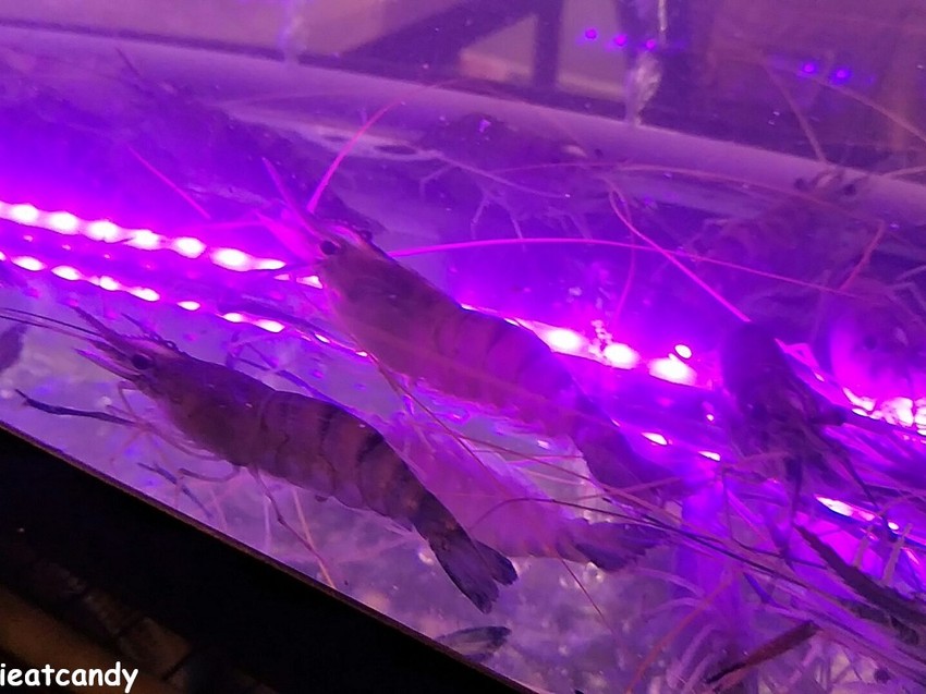 台中美食_泰夯蝦-正宗曼谷流水蝦│隱藏在龍富夜市的泰國蝦吃到飽！滿滿蝦子吃到過癮~ - 愛伊特candy的分享樂園