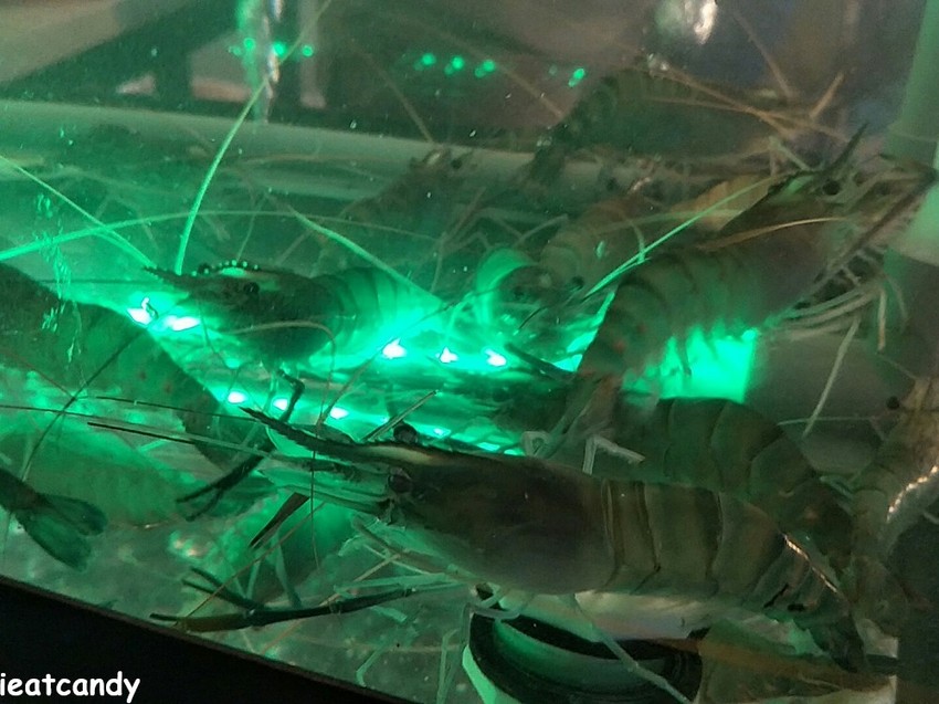 台中美食_泰夯蝦-正宗曼谷流水蝦│隱藏在龍富夜市的泰國蝦吃到飽！滿滿蝦子吃到過癮~ - 愛伊特candy的分享樂園