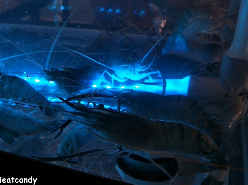 台中美食_泰夯蝦-正宗曼谷流水蝦│隱藏在龍富夜市的泰國蝦吃到飽！滿滿蝦子吃到過癮~ - 愛伊特candy的分享樂園