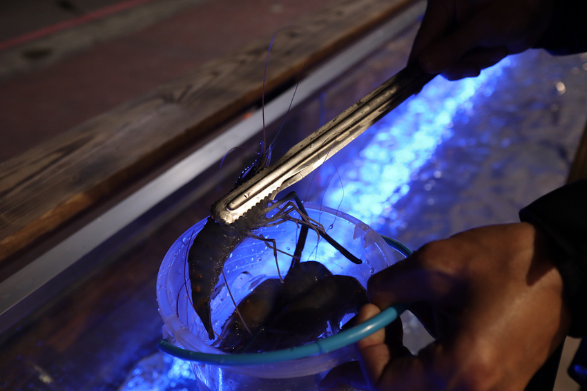 泰多蝦流水道夾蝦場 (8)