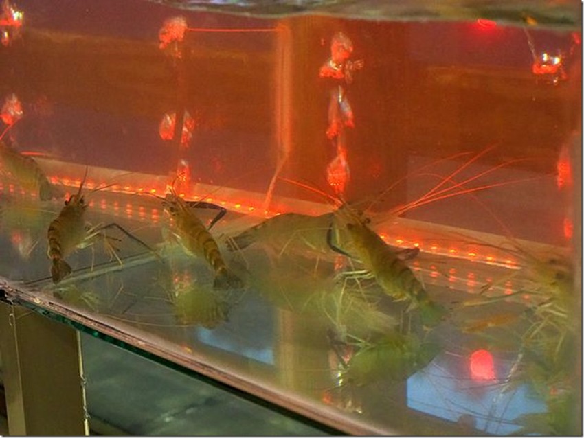 桃園中壢美食-泰多蝦流水道夾蝦場-北部第一家新鮮泰國蝦吃到飽,愛吃蝦子的快來! @民宿女王芽月-美食.旅遊.全台趴趴走