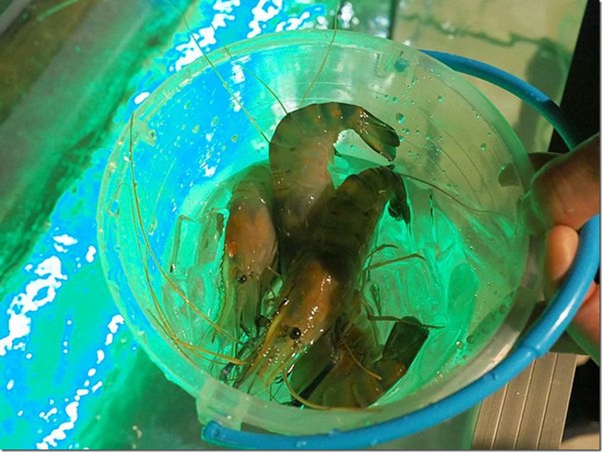 桃園中壢美食-泰多蝦流水道夾蝦場-北部第一家新鮮泰國蝦吃到飽,愛吃蝦子的快來! @民宿女王芽月-美食.旅遊.全台趴趴走