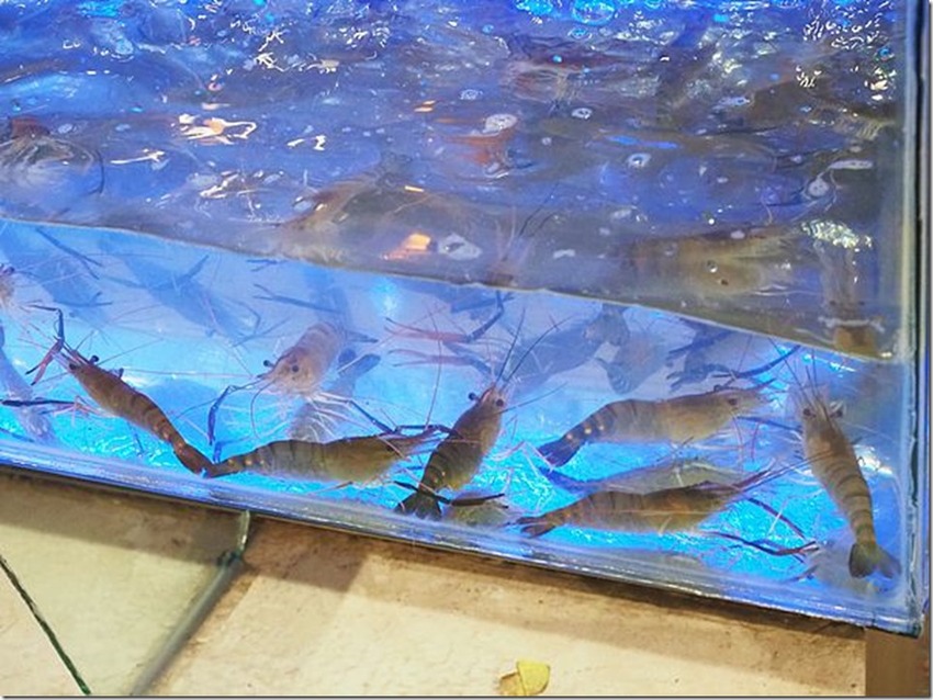 桃園中壢美食-泰多蝦流水道夾蝦場-北部第一家新鮮泰國蝦吃到飽,愛吃蝦子的快來! @民宿女王芽月-美食.旅遊.全台趴趴走