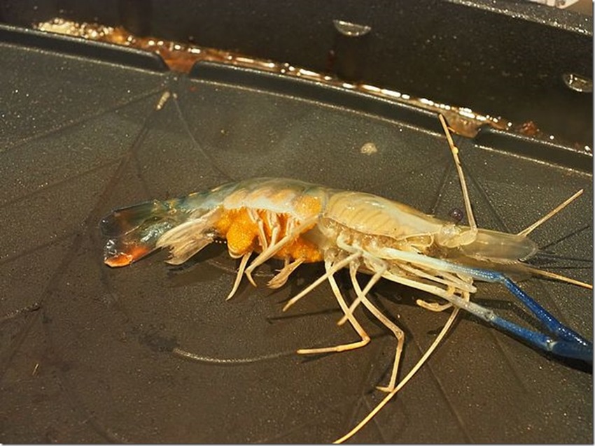 桃園中壢美食-泰多蝦流水道夾蝦場-北部第一家新鮮泰國蝦吃到飽,愛吃蝦子的快來! @民宿女王芽月-美食.旅遊.全台趴趴走