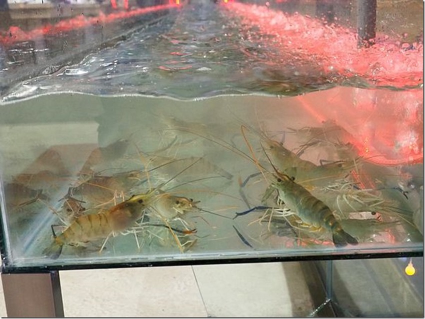 桃園中壢美食-泰多蝦流水道夾蝦場-北部第一家新鮮泰國蝦吃到飽,愛吃蝦子的快來! @民宿女王芽月-美食.旅遊.全台趴趴走