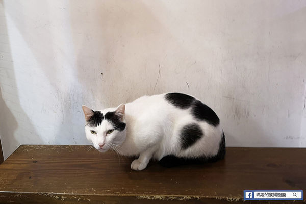 2019基隆鎖管季美食特搜【貓町咖啡】基隆專業烘焙咖啡/輕食甜點