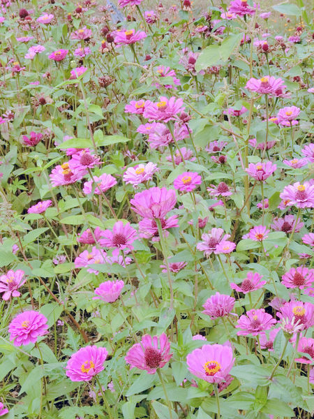 CIMG4770.jpg CIMG4770.jpg