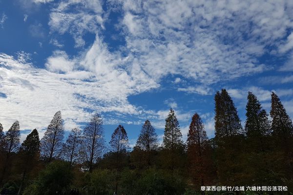 【新竹/北埔】六塘休閒谷落羽松