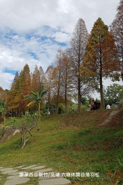 【新竹/北埔】六塘休閒谷落羽松