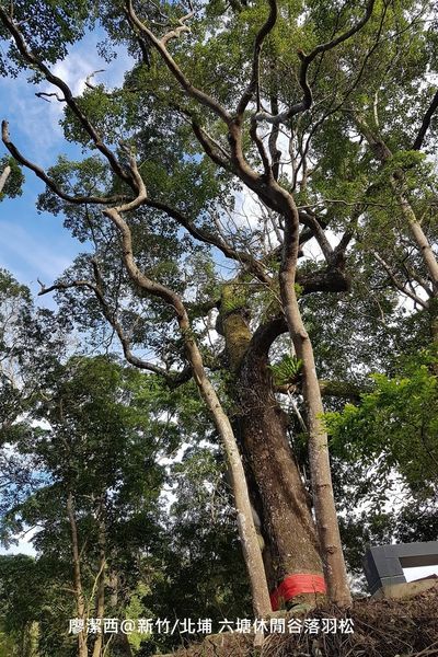 【新竹/北埔】六塘休閒谷落羽松