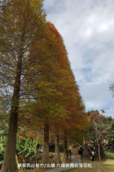 【新竹/北埔】六塘休閒谷落羽松