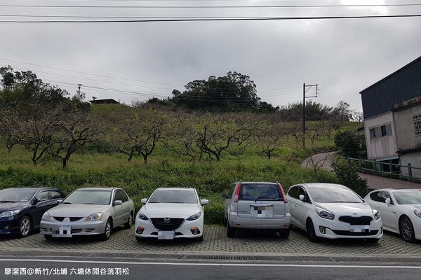 【新竹/北埔】六塘休閒谷落羽松