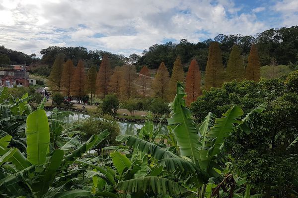 【新竹/北埔】六塘休閒谷落羽松