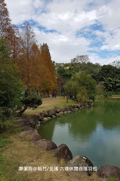 【新竹/北埔】六塘休閒谷落羽松