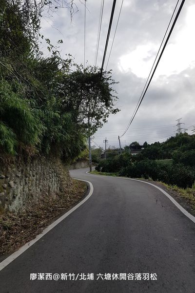【新竹/北埔】六塘休閒谷落羽松