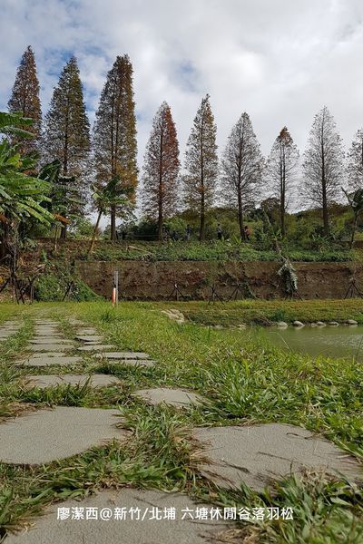 【新竹/北埔】六塘休閒谷落羽松
