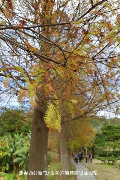 【新竹/北埔】六塘休閒谷落羽松