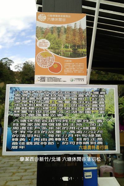 【新竹/北埔】六塘休閒谷落羽松