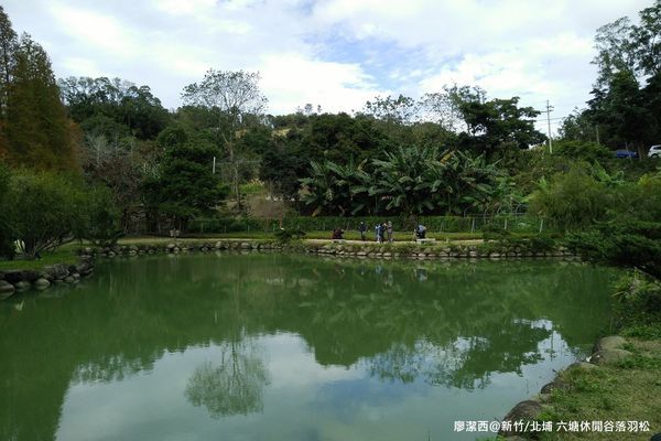 【新竹/北埔】六塘休閒谷落羽松