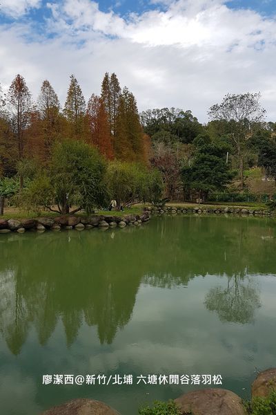 【新竹/北埔】六塘休閒谷落羽松