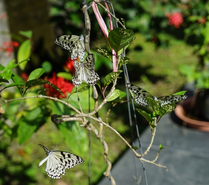 跳躍的宅男 - [花蓮旅遊景點推薦] 蝴蝶翩翩起舞超美麗 台灣最大蝴蝶生態館 花蓮免費景點 三大園區二個主題館 預約專人導覽 親子旅遊可安排在太魯閣一日遊 -亞泥生態園區