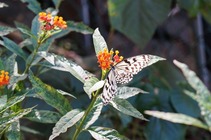 跳躍的宅男 - [花蓮旅遊景點推薦] 蝴蝶翩翩起舞超美麗 台灣最大蝴蝶生態館 花蓮免費景點 三大園區二個主題館 預約專人導覽 親子旅遊可安排在太魯閣一日遊 -亞泥生態園區