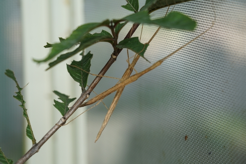 跳躍的宅男 - [花蓮旅遊景點推薦] 蝴蝶翩翩起舞超美麗 台灣最大蝴蝶生態館 花蓮免費景點 三大園區二個主題館 預約專人導覽 親子旅遊可安排在太魯閣一日遊 -亞泥生態園區