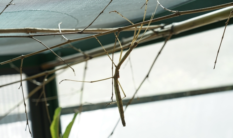 跳躍的宅男 - [花蓮旅遊景點推薦] 蝴蝶翩翩起舞超美麗 台灣最大蝴蝶生態館 花蓮免費景點 三大園區二個主題館 預約專人導覽 親子旅遊可安排在太魯閣一日遊 -亞泥生態園區